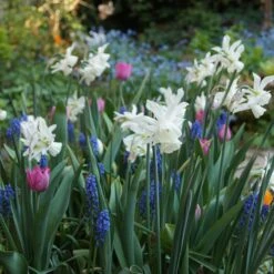 Thalia Daffodil 9 Thalia Daffodil -High Country Gardens narcissus triandrus daffodil white thalia2