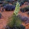 Narrowleaf Yucca -High Country Gardens narrowleaf yucca sq 2
