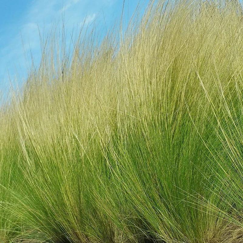 Blowin' In The Wind Collection 4 Blowin' In The Wind Collection - Image 2