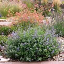 Jumbo Waterwise Extension Collection -High Country Gardens nepeta harter garden