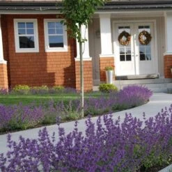 Little Trudy® Nepeta 7 Little Trudy® Nepeta -High Country Gardens nepeta little trudy catmint must credit plant select 1