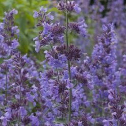 Summer Showstopper Pre-Planned Garden 16 Summer Showstopper Pre-Planned Garden -High Country Gardens nepeta walker s low blue purple 1