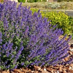 Walker's Deep Blue Nepeta 8 Walker's Deep Blue Nepeta -High Country Gardens nepeta walkers dark blue 4 cc cropped