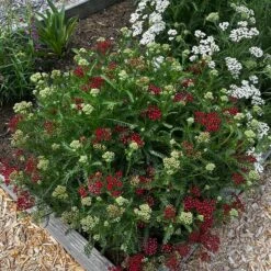 New Vintage™ Red Yarrow 8 New Vintage™ Red Yarrow -High Country Gardens new vintage red yarrow 2