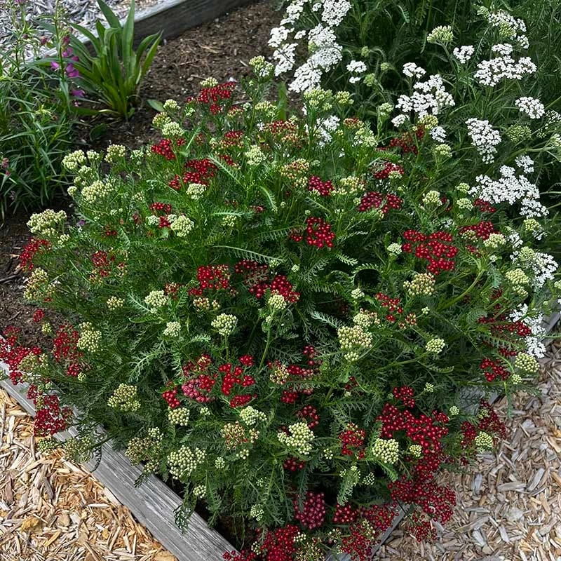 New Vintage™ Red Yarrow 5 New Vintage™ Red Yarrow - Image 3