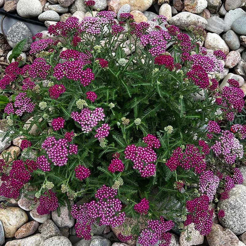 New Vintage™ Red Yarrow 6 New Vintage™ Red Yarrow - Image 4