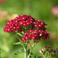 High Country Gardens 3 New Vintage™ Red Yarrow