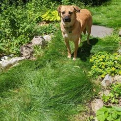 No Mow Lawn Grass Seed 14 No Mow Lawn Grass Seed -High Country Gardens no mow grass seed mix dog tinmount vt