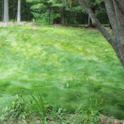 No Mow Lawn Grass Seed 11 No Mow Lawn Grass Seed -High Country Gardens no mow 2 1
