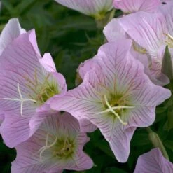 Showy Pink Evening Primrose -High Country Gardens oenothera pink 2