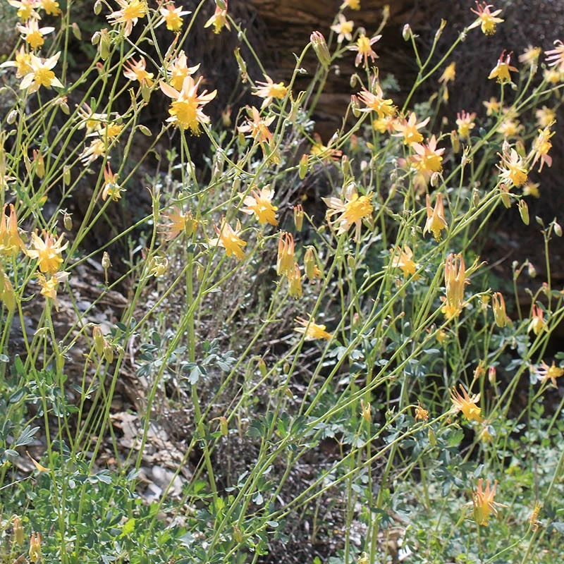 Barneby's Columbine 4 Barneby's Columbine - Image 2