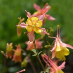 Barneby's Columbine 7 Barneby's Columbine -High Country Gardens oil shale columbine richards 3