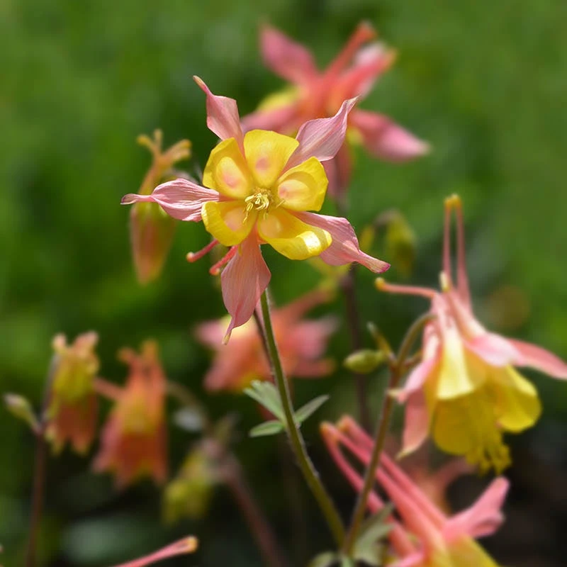 Barneby's Columbine 5 Barneby's Columbine - Image 3