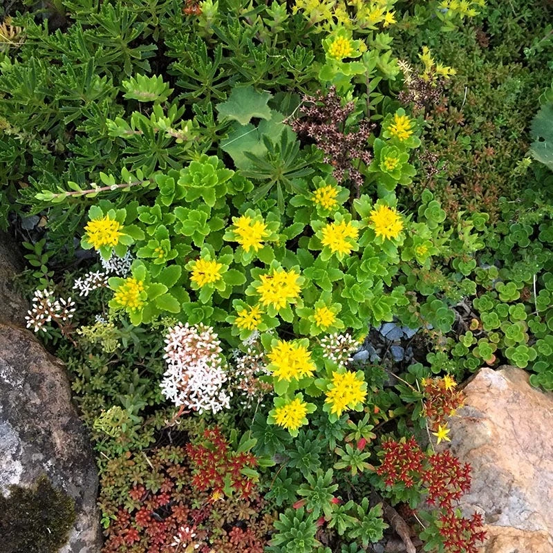 Orange Stonecrop 5 Orange Stonecrop - Image 3