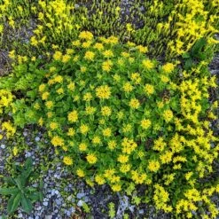 Orange Stonecrop 10 Orange Stonecrop -High Country Gardens orange stonecrop 4
