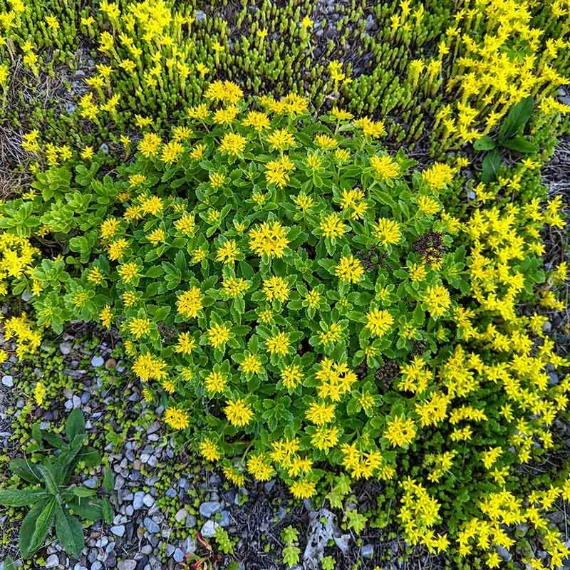 Orange Stonecrop 6 Orange Stonecrop - Image 4