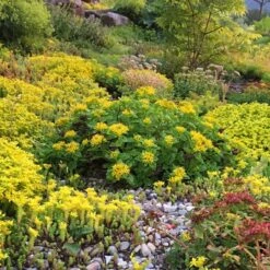 Orange Stonecrop 11 Orange Stonecrop -High Country Gardens orange stonecrop 5