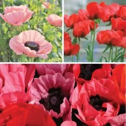 Oriental Poppy Collection (Papaver) -High Country Gardens oriental poppy collection 8 26 25