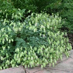 Cascading Hopflower Oregano -High Country Gardens origanum libanoticum pat hayward cropped