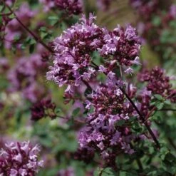August Afternoons Pre-Planned Garden 19 August Afternoons Pre-Planned Garden -High Country Gardens origanum rotkugel