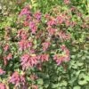 Bristol Cross Oregano -High Country Gardens origanum x bristol cross with foliage