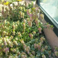 Cascading Hopflower Oregano -High Country Gardens origanum libanoticum cropped