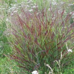 Shenandoah Switch Grass 12 Shenandoah Switch Grass -High Country Gardens panicum shenandoah hni 01 cropped