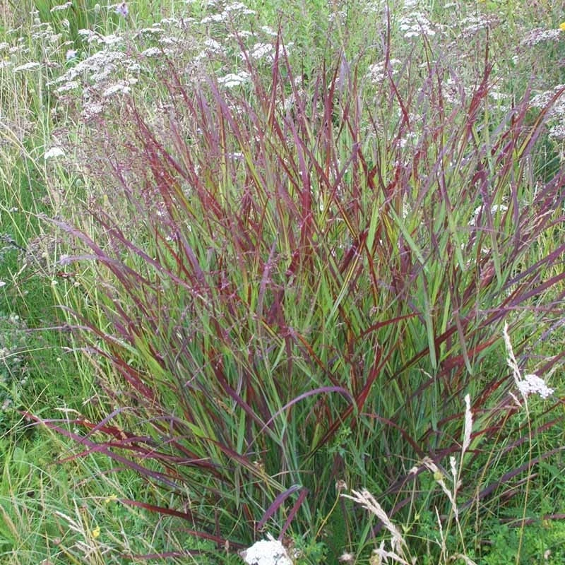 Shenandoah Switch Grass 7 Shenandoah Switch Grass - Image 5