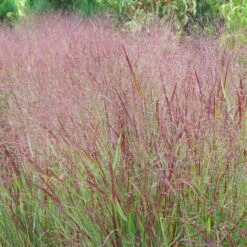Shenandoah Switch Grass 13 Shenandoah Switch Grass -High Country Gardens panicum shenandoah hni 1 cropped
