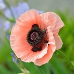 Princess Louise Oriental Poppy -High Country Gardens papaver orientale princess louis 1