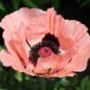 Princess Louise Oriental Poppy -High Country Gardens papaver orientale princess louise oriental poppy 2