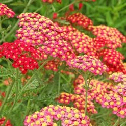 High Country Gardens -High Country Gardens paprika yarrow adobestock cropped2