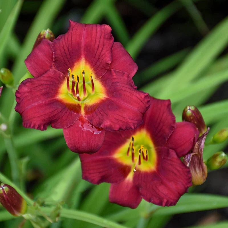 Pardon Me Reblooming Daylily 4 Pardon Me Reblooming Daylily - Image 2