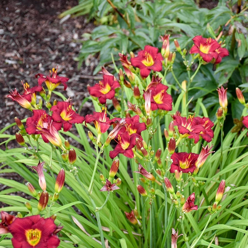 Pardon Me Reblooming Daylily 5 Pardon Me Reblooming Daylily - Image 3