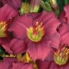 Pardon Me Reblooming Daylily 2 Pardon Me Reblooming Daylily -High Country Gardens pardon me daylily walters garden 2