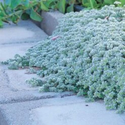 Paronychia (Silver Nailwort) 5 Paronychia (Silver Nailwort) -High Country Gardens paronychia kepela serpyllifolia 74878 1 web 1