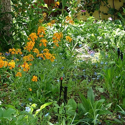 Partial Shade Wildflower Seed Mix 3 Partial Shade Wildflower Seed Mix