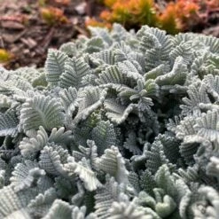 FireSmart Collection - Zone 1 -High Country Gardens partridge feather tanacetumdensumssp.amani