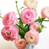 Pastel Ranunculus Mix 2 Pastel Ranunculus Mix -High Country Gardens pastel ranunculus mix vase pink peach white