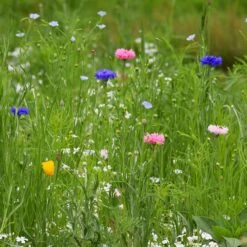 Partial Shade Wildflower Seed Mix 10 Partial Shade Wildflower Seed Mix -High Country Gardens pastial shade cornflower