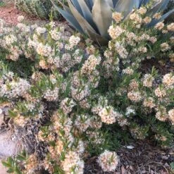 Pawnee Buttes® Sand Cherry (Prunus) -High Country Gardens pawnee butes sandcherry sq 2