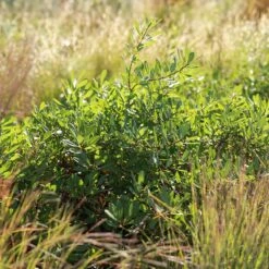 Pawnee Buttes® Sand Cherry (Prunus) -High Country Gardens pawnee buttes prunus sq 2