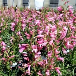 Pristine™ Pink Penstemon 6 Pristine™ Pink Penstemon -High Country Gardens penstemon barbatus pristine pink credit plant select