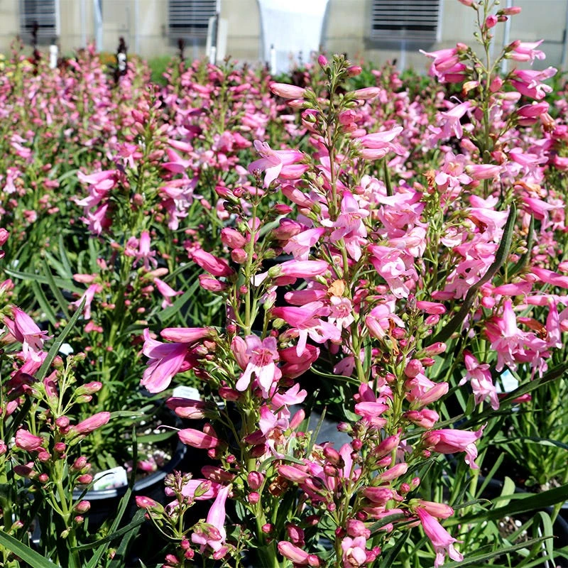 Pristine™ Pink Penstemon 4 Pristine™ Pink Penstemon - Image 2