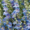 High Country Gardens Signature Collection -High Country Gardens penstemon blue lips flowers