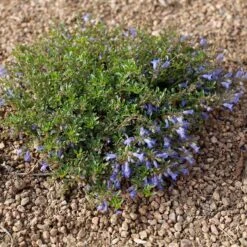 Waggon Wheel® Bluemat Penstemon 9 Waggon Wheel® Bluemat Penstemon -High Country Gardens penstemon caespitosus waggon wheel 4 credit plant select