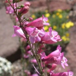 Sunset Crater Penstemon -High Country Gardens penstemon clutei 2