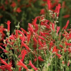 Jumbo Waterwise Extension Collection -High Country Gardens penstemon compactum holt 1
