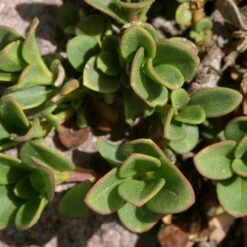 Davidson's Penstemon 9 Davidson's Penstemon -High Country Gardens penstemon davidsonii foliage