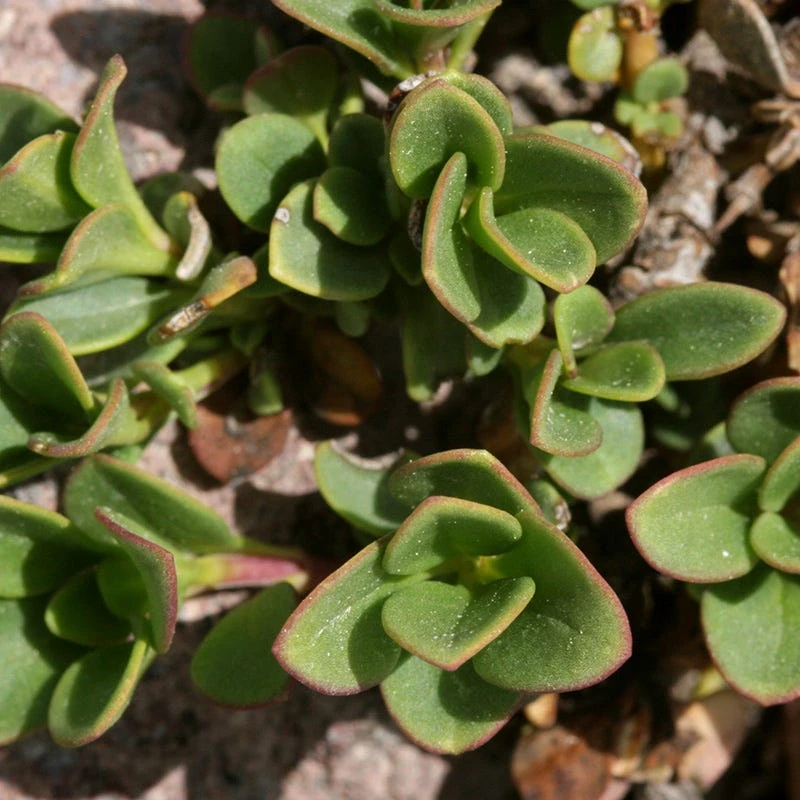 Davidson's Penstemon 5 Davidson's Penstemon - Image 3